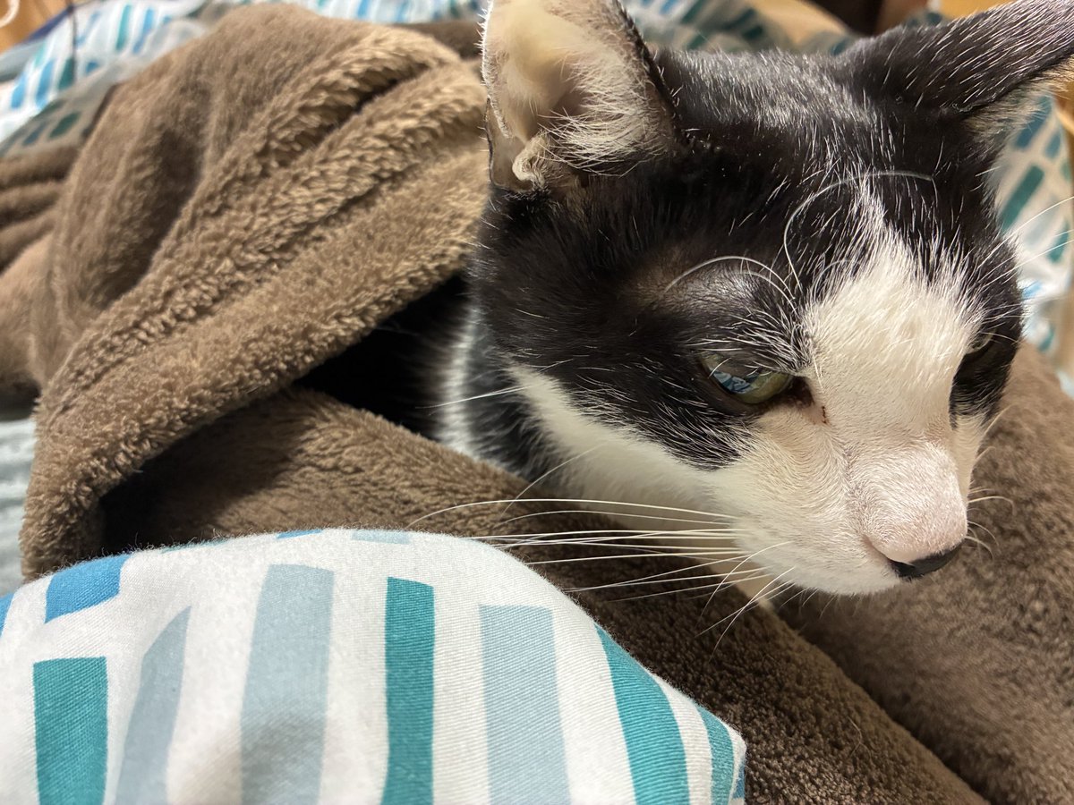 ほんとに冬毛になったの？てくらいうちの猫が細すぎて寒くないか心配で