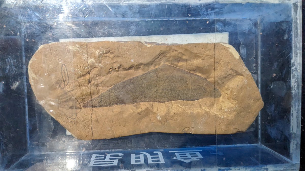 超稀少謎個体 Chancelloria 化石 カンセロリア 澄江動物群 超稀少謎