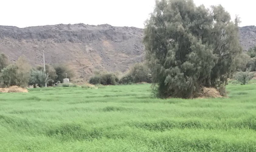 صابر المحمدي tweet media