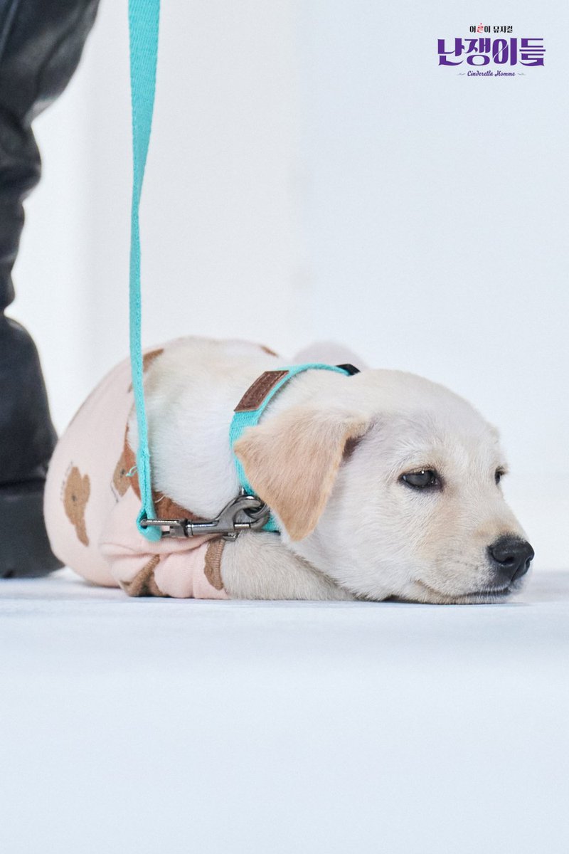 #뮤지컬난쟁이들
#난쟁이들🏰 | SPECIAL 📸

우리를 봐.ᐟ
이렇게나 멋진 우리✨️

특별 출연
#누렁2 

-
어른이뮤지컬 <난쟁이들>
յօ𝓽𝓱 𝓐𝓷𝓷𝓲𝓿𝓮𝓻𝓼𝓪𝓻𝔂
2025.11.05(수) - 2026.03.01(일)
플러스씨어터