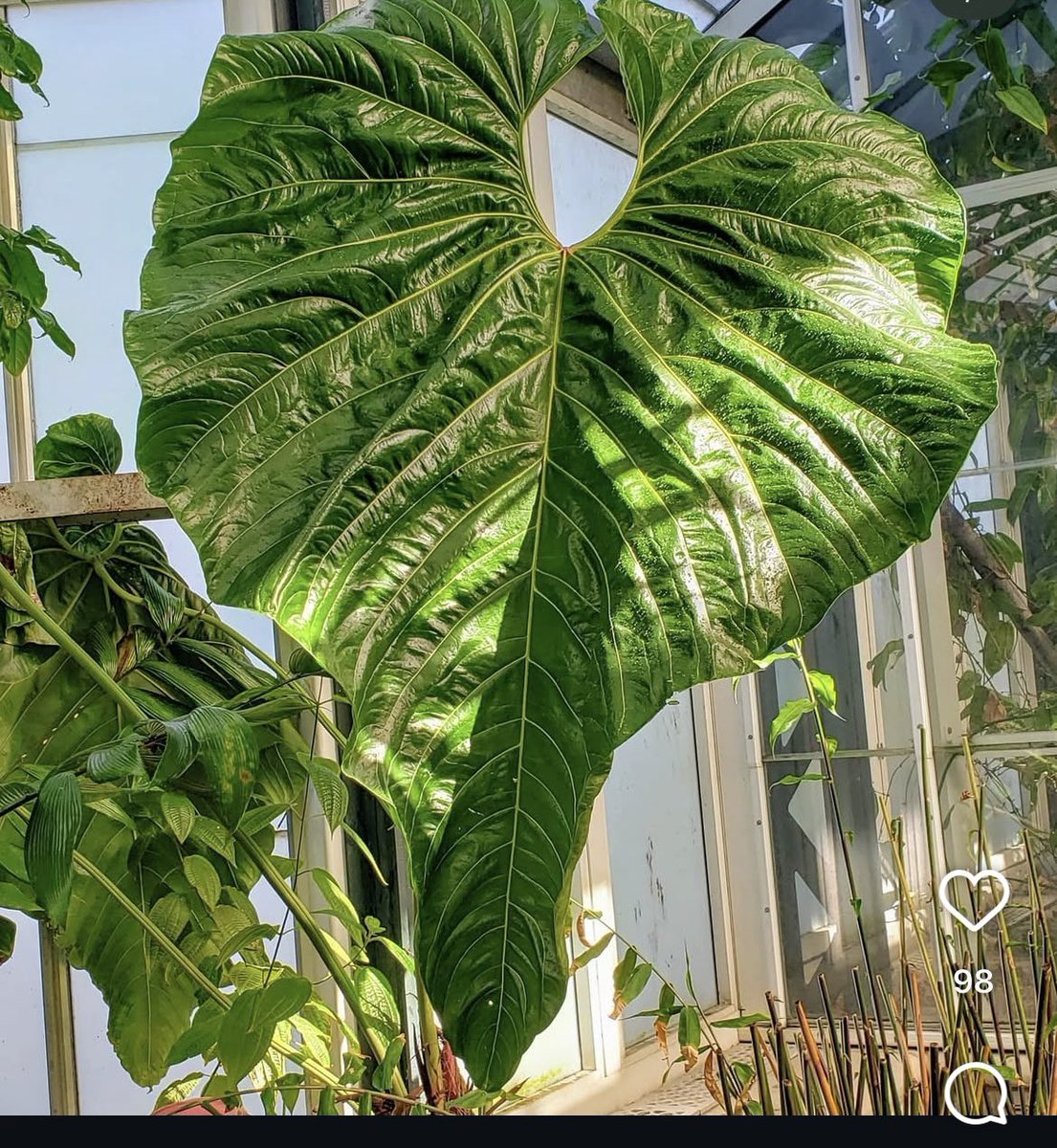 Holic_Plants (ホリック) (@PlantsH58991) / Posts / X