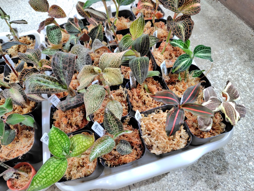 入荷情報 TheGAKIさん(@TheGAKI_pf)から今月もキラッキラのジュエル 入荷情報 TheGAKIさん(@TheGAKI_pf)から今月もキラッキラのジュエル