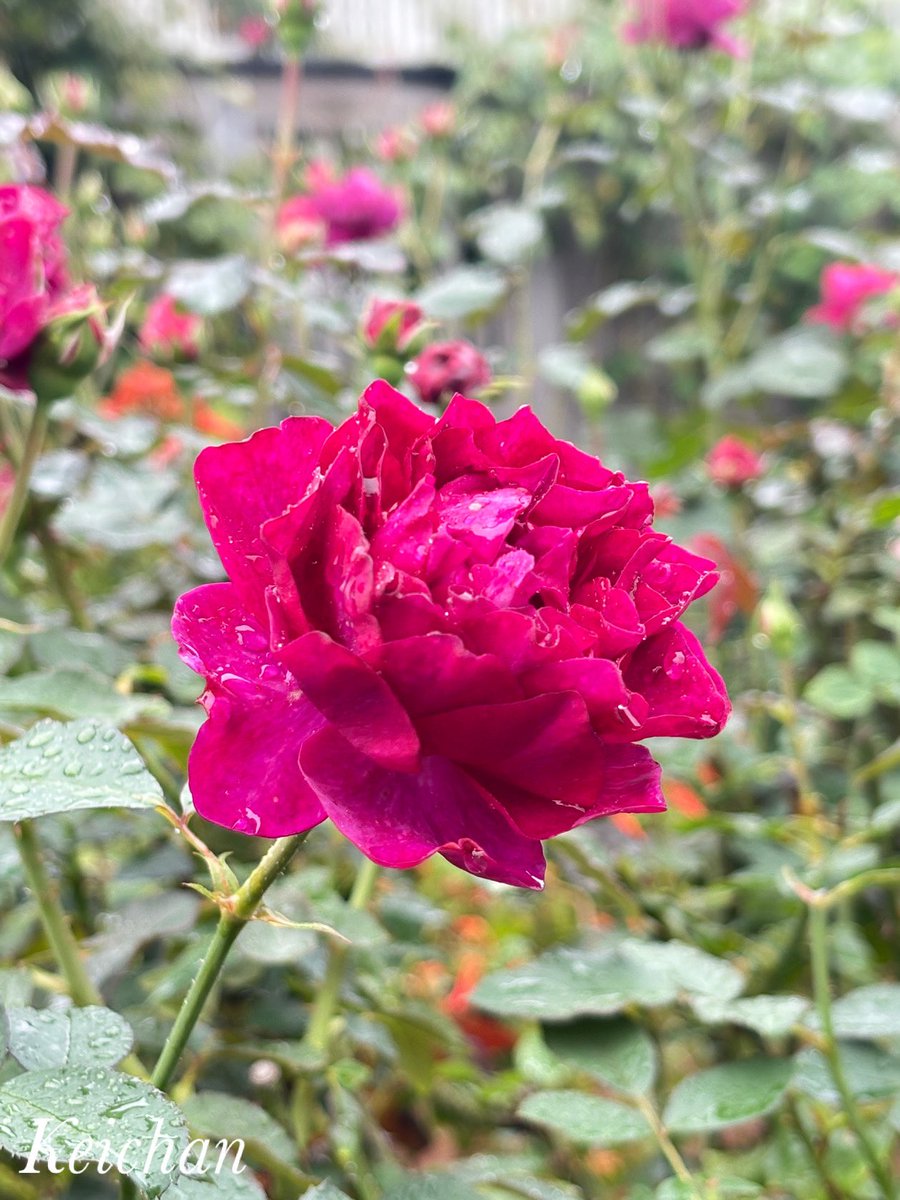 けいちゃんページ けいちゃん (@k1222_keichan) / Posts / X