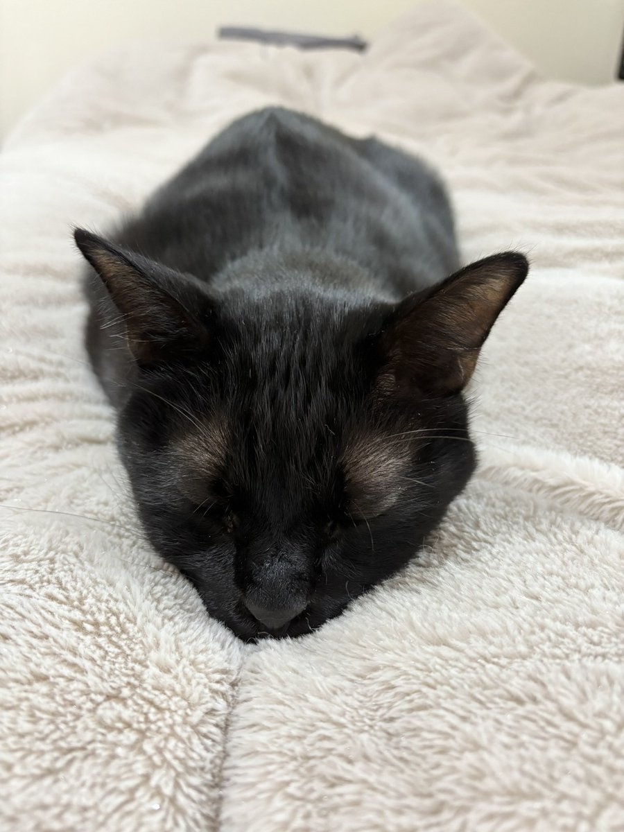 ツチノコです🐈‍⬛