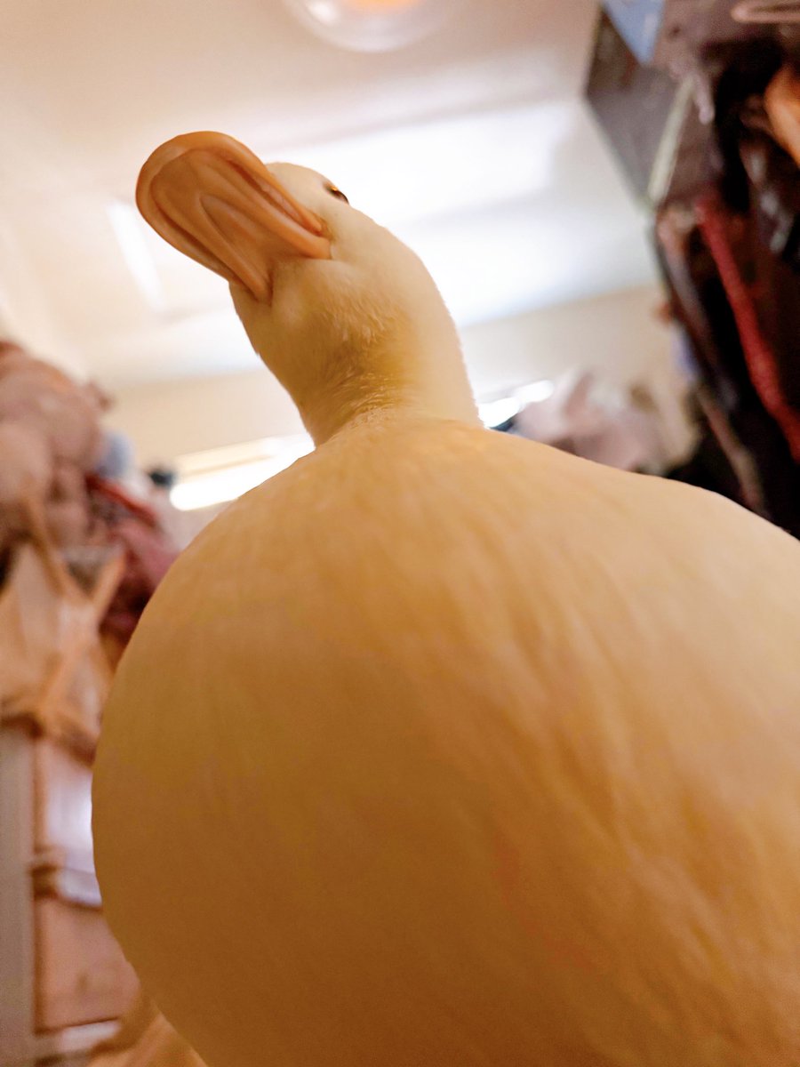 うーちゃんはコールダック (@duck_udon0629) / Posts / X