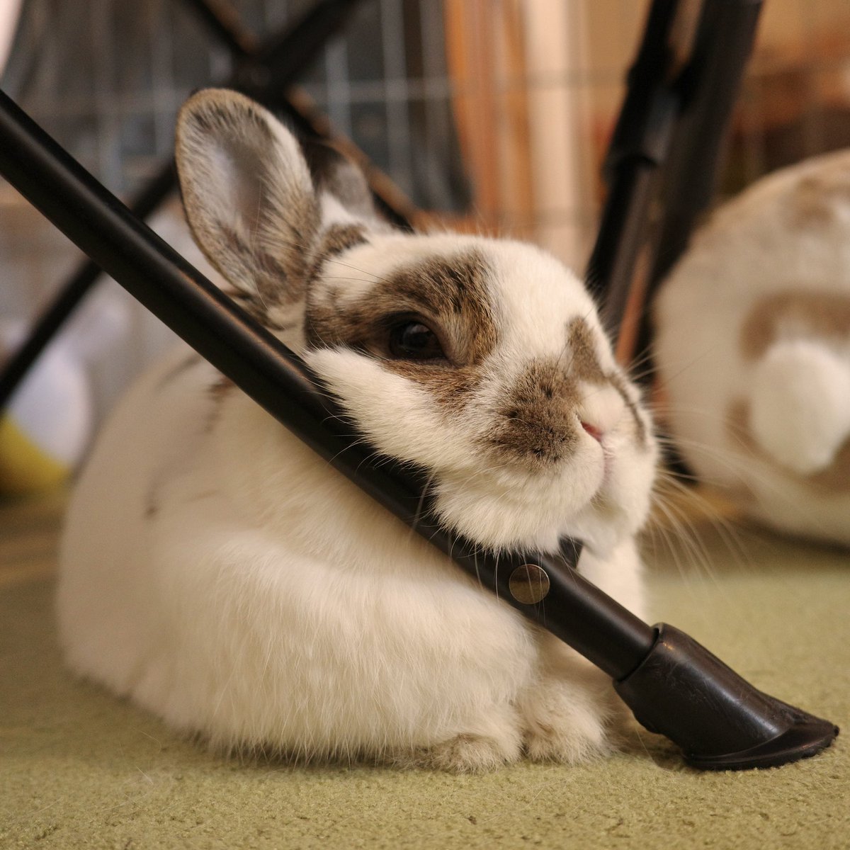 おもち🐰2代目うさぎ (@omochi_mochi_5) / Posts / X おもち🐰2代目うさぎ (@omochi_mochi_5) / Posts / X