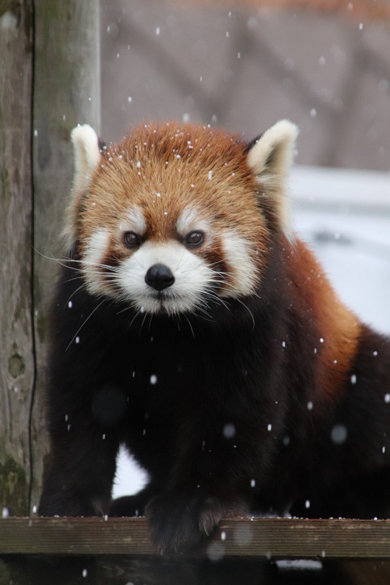 専用品です◡̈⃝︎⋆︎* シール配りjoy93 (@joy93_redpanda) / Posts / X