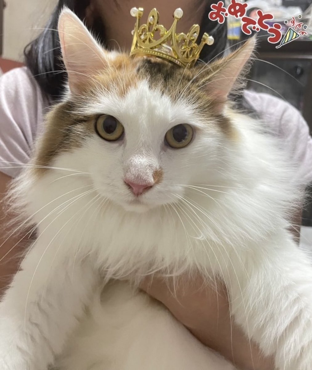 雑用たん🐈@MINl4's tweet media