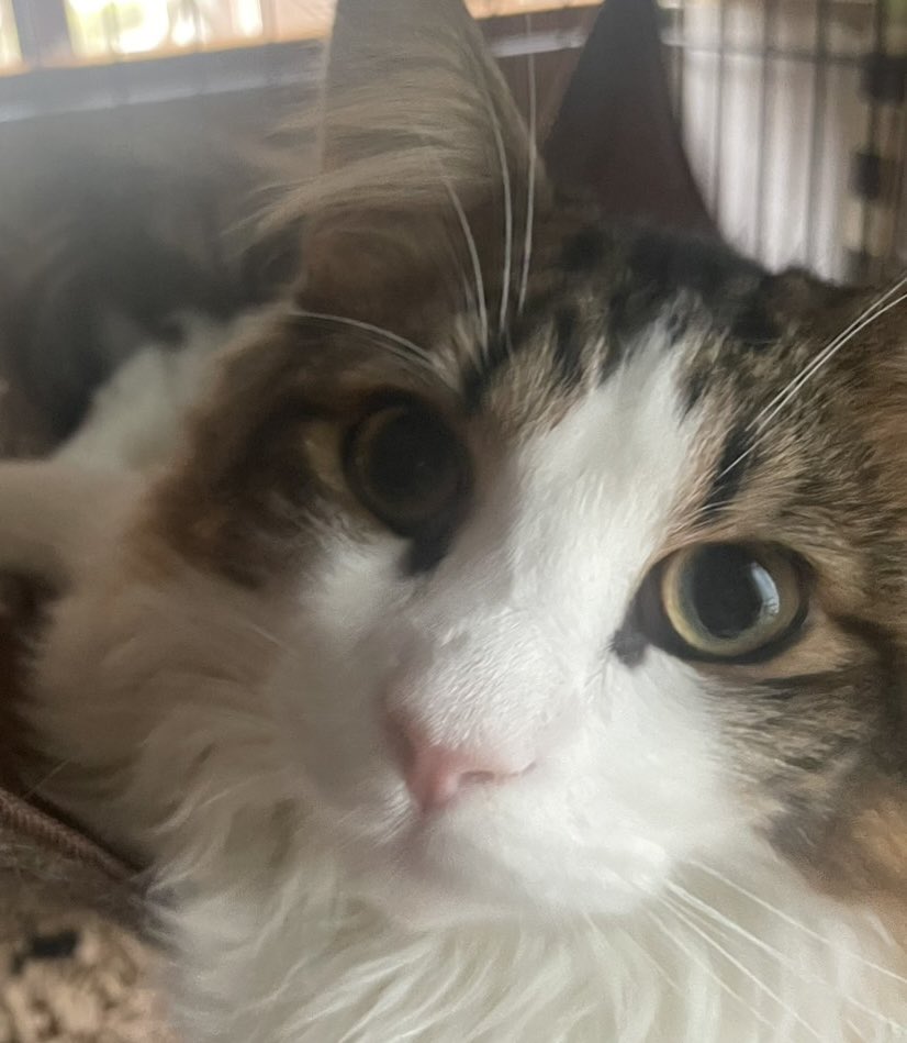 雑用たん🐈@MINl4's tweet media