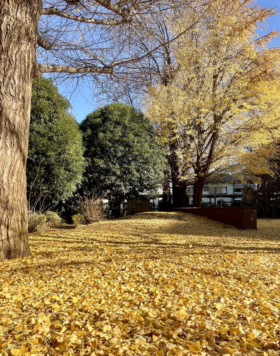 umini1515's tweet photo. 🧹ご近所ワーク

紅葉は綺麗😍だけど
この時期の外お掃除は
落ち葉が多くちょい大変💦

継続案件
正直に取りきれないと
報告して承認もらえた〜🐥 https://t.co/NVenzfOUvb