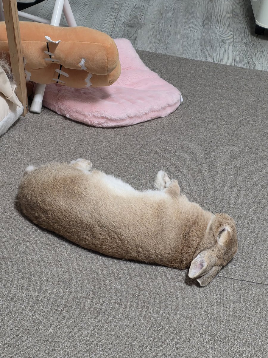 토끼는 웃긴동물임
토끼보고 안웃는사람을 본적이없음