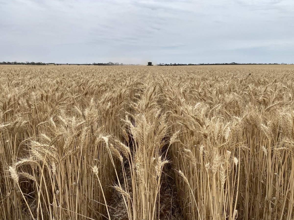 Racing the header to grab some rye for a resistance test. Interesting how many green heads I saw given its mid Dec in the Mallee! Has been a fair number of late germinations by the looks. Also interesting how much you can fit in your hat!