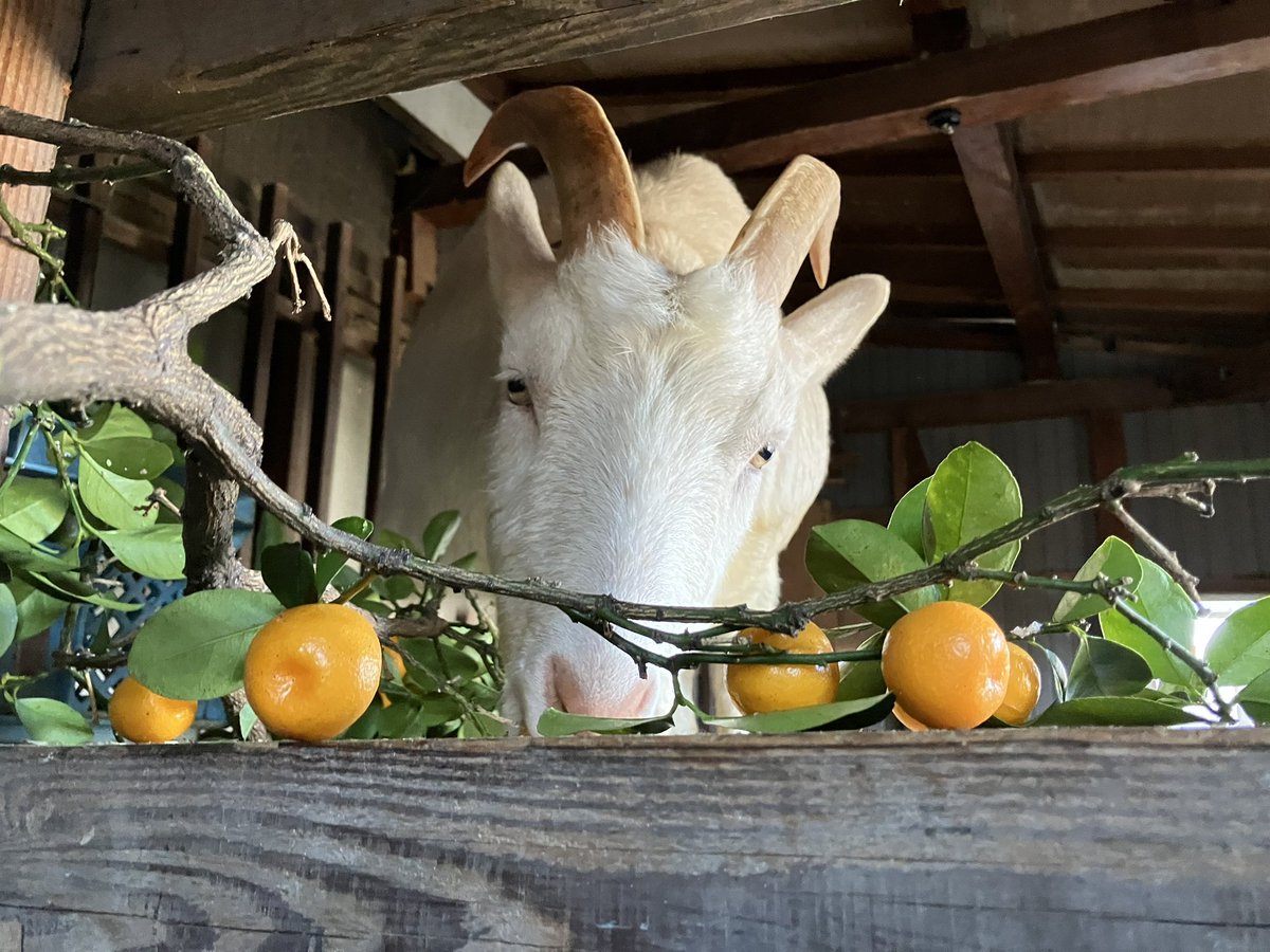 杏子 (@kyoxxx215) / Posts / X