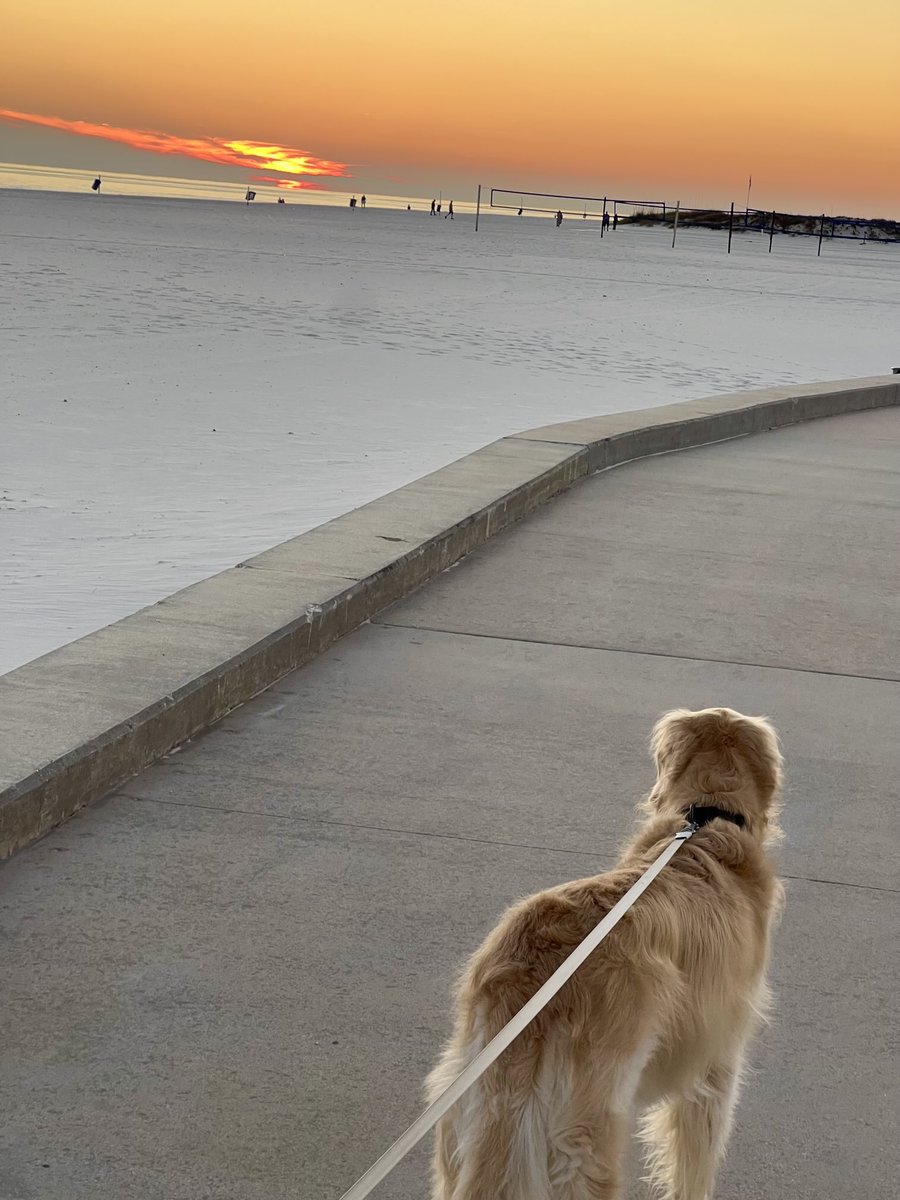 WonderdogHenry's tweet photo. I think dad wants to stay here! White sandy beaches are much better than snow!😝 According to dad anyway! It’s been good to get away to recharge and refresh…you don’t realize how much you’re going until you stop.🐾#goldenretriever #therapyk9 #vacation #whitesand https://t.co/ORzYEwEUP4