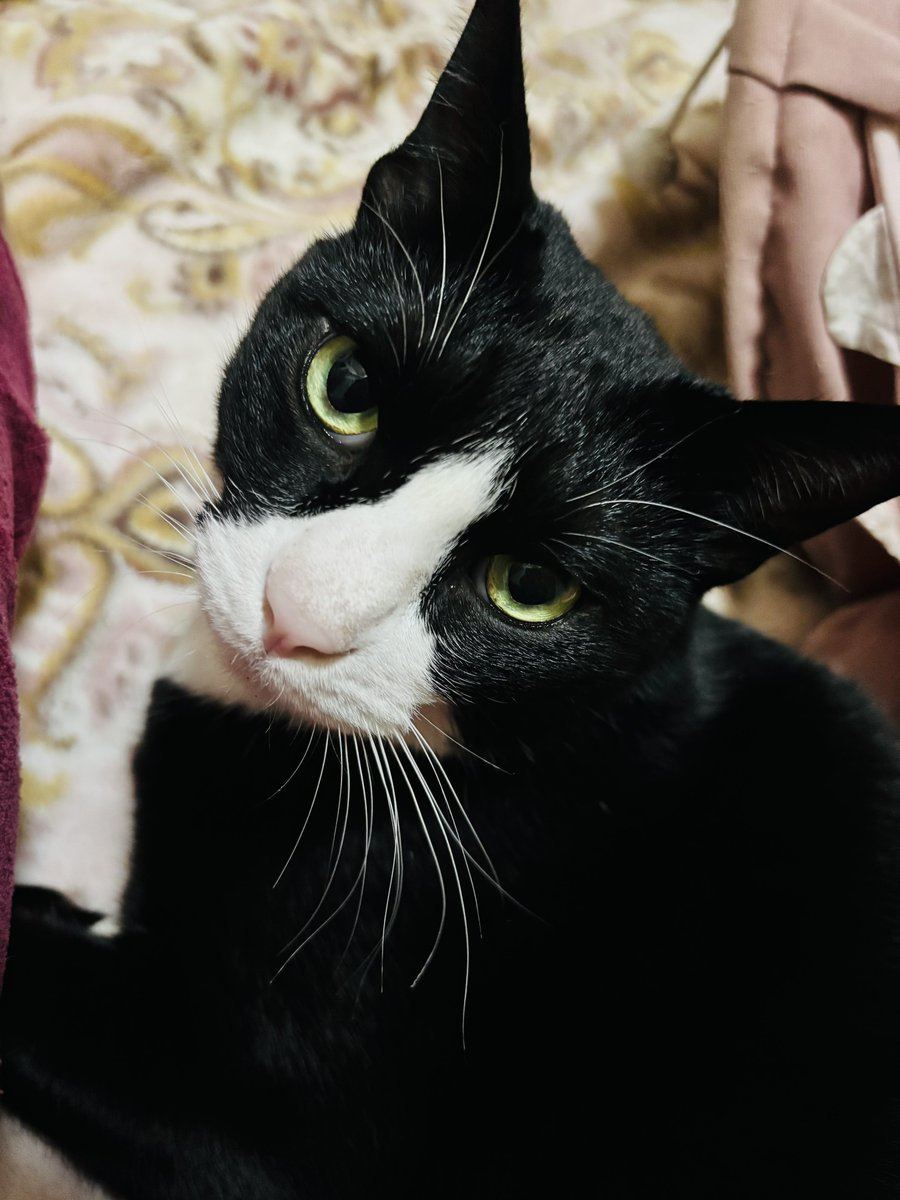 🩵𝑆𝑎𝑡𝑜𝑚𝑖🩵𝑖𝑐𝑜𝑛ℎ𝑒𝑎𝑑𝑒𝑟▶︎𝑚𝑦 𝑖𝑑𝑜𝑙