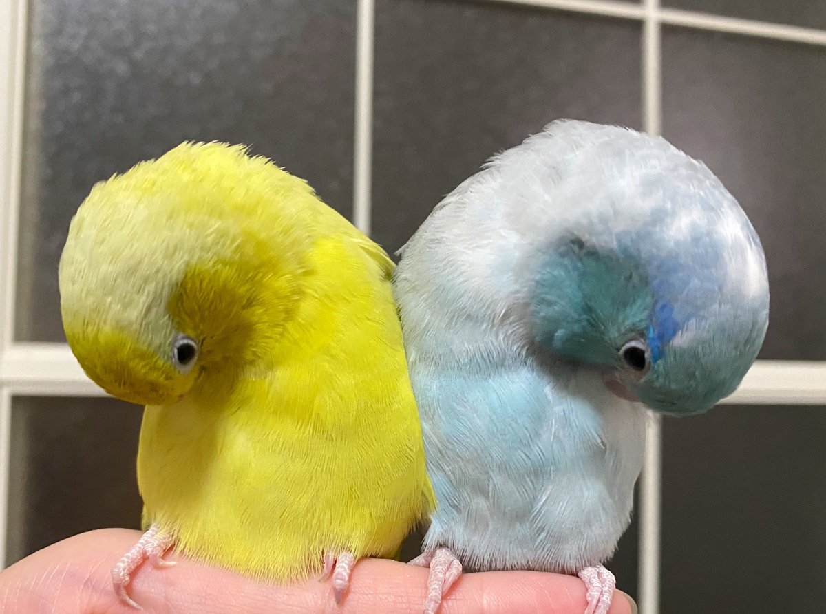今日の2羽
シンメ鳥ー