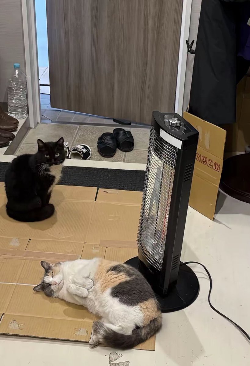 animalkyat's tweet photo. 信じられるか？こいつら野良猫なんだぜ… https://t.co/0FMq04e8CX