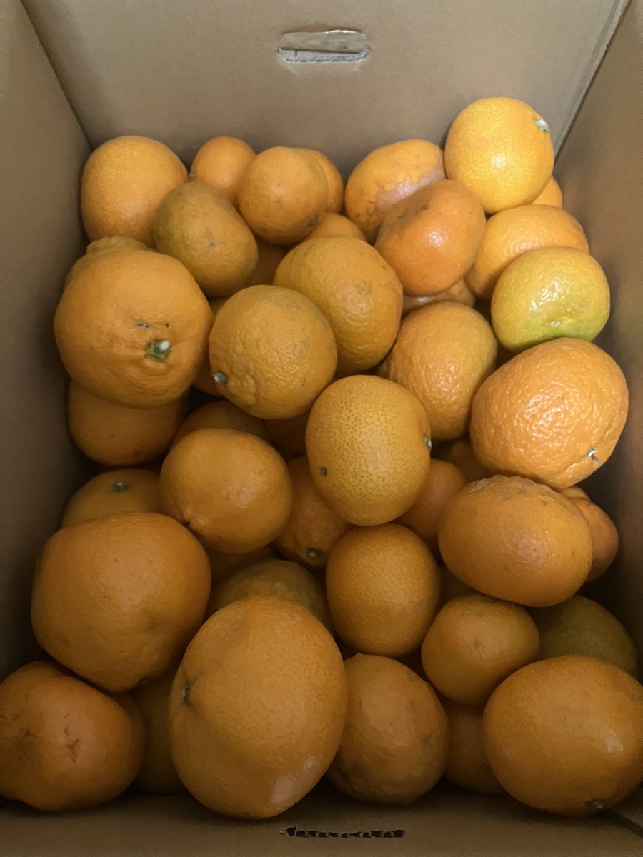 🍊みかん🍊
70個くらい？　来たから
色んなみかんの扉
開いてみようと思う🍊🚪🍊