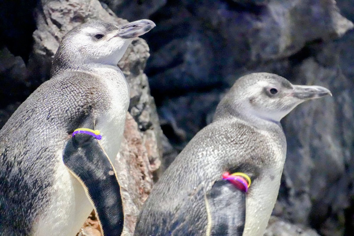 すみだ水族館【公式】 (@Sumida_Aquarium) / Posts / X