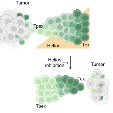 LabWaggoner's tweet photo. The transcription factor Helios restrains the anti-tumor capacity of CD8+ T cells @CellReports @florerosetti @jccrispin @incmnszmx 🇲🇽
https://t.co/ntQaOpTxPY https://t.co/ZUjog44uO9