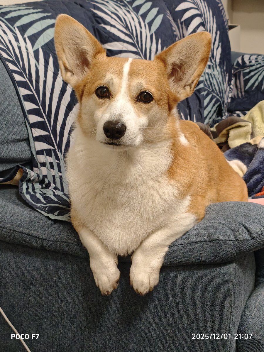 お買い物コーギー❣️ シーフーサン🍭(コーギー) (@usamikun) / Posts / X