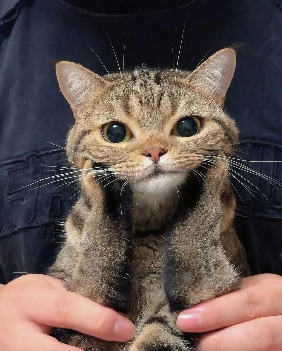 The Cats 𝕏 tweet media