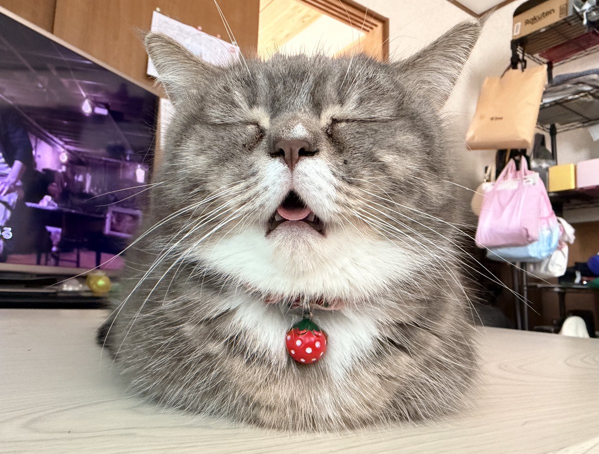 🐾ラム@極短マンチカン🐾 (@ram20210716) / Posts / X