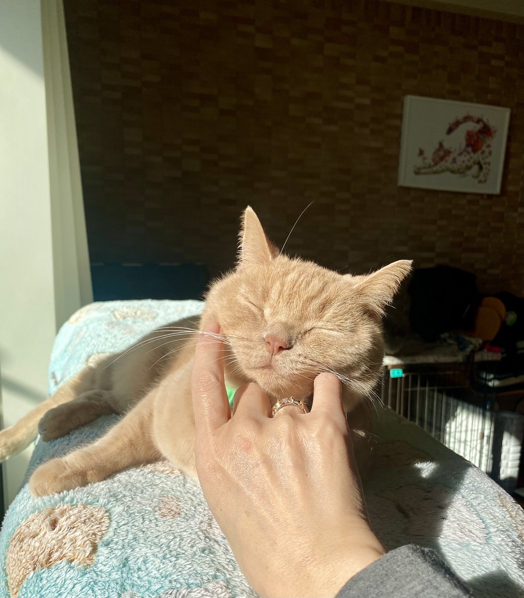 日向でリラックス
#猫好きさんと繋がりたい
#猫のいる暮らし
#ねこかわいいね