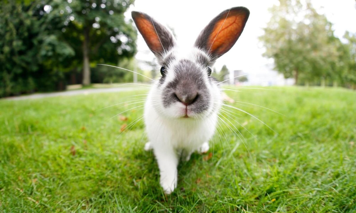 RoboAlice's tweet image. 