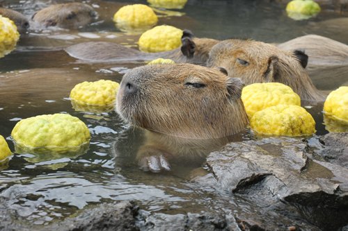 カピバラ　リル バラリ (@capybaracamera) / Posts / X