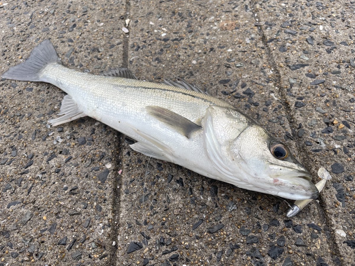 おーちゃん (@Ohchan_sub) / Posts / X