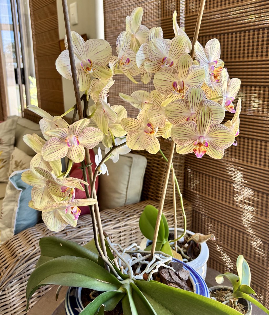 gatvolinthecity's tweet photo. #FlowersOnFriday #yellowFriday Showy #orchids https://t.co/vLdrByq3c0