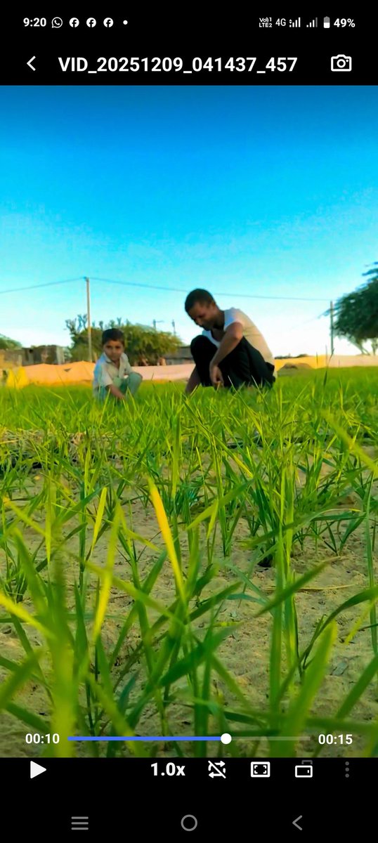 मेरे खेत में गैंहू 🌾 की फसल कैसी लगी आपको..???