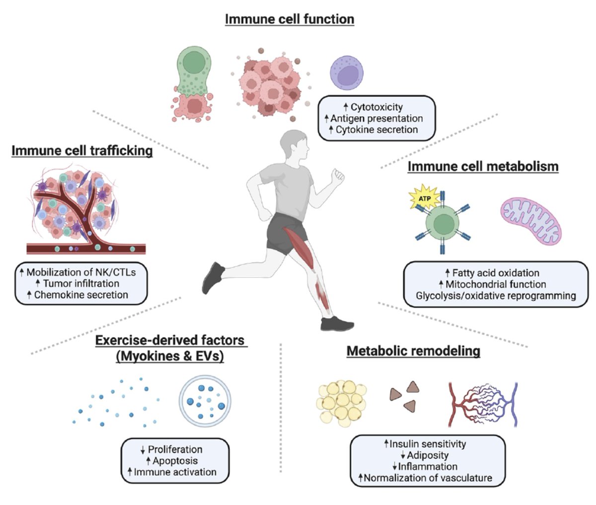 ChicharroJL's tweet photo. EJERCICIO FÍSICO COMO HERRAMIENTA TERAPÉUTICA DE IMPACTO BIOLÓGICO EN EL TRATAMIENTO DEL CÁNCER La próxima etapa de la oncología no consistirá solo en promover ejercicio, sino en prescribirlo como un tratamiento diseñado y monitorizado, sustentado en evidencia (lee el artículo completo en BLOG JL Chicharro en https://t.co/ghlyA0rsYU) https://t.co/5WWJwjEZpK