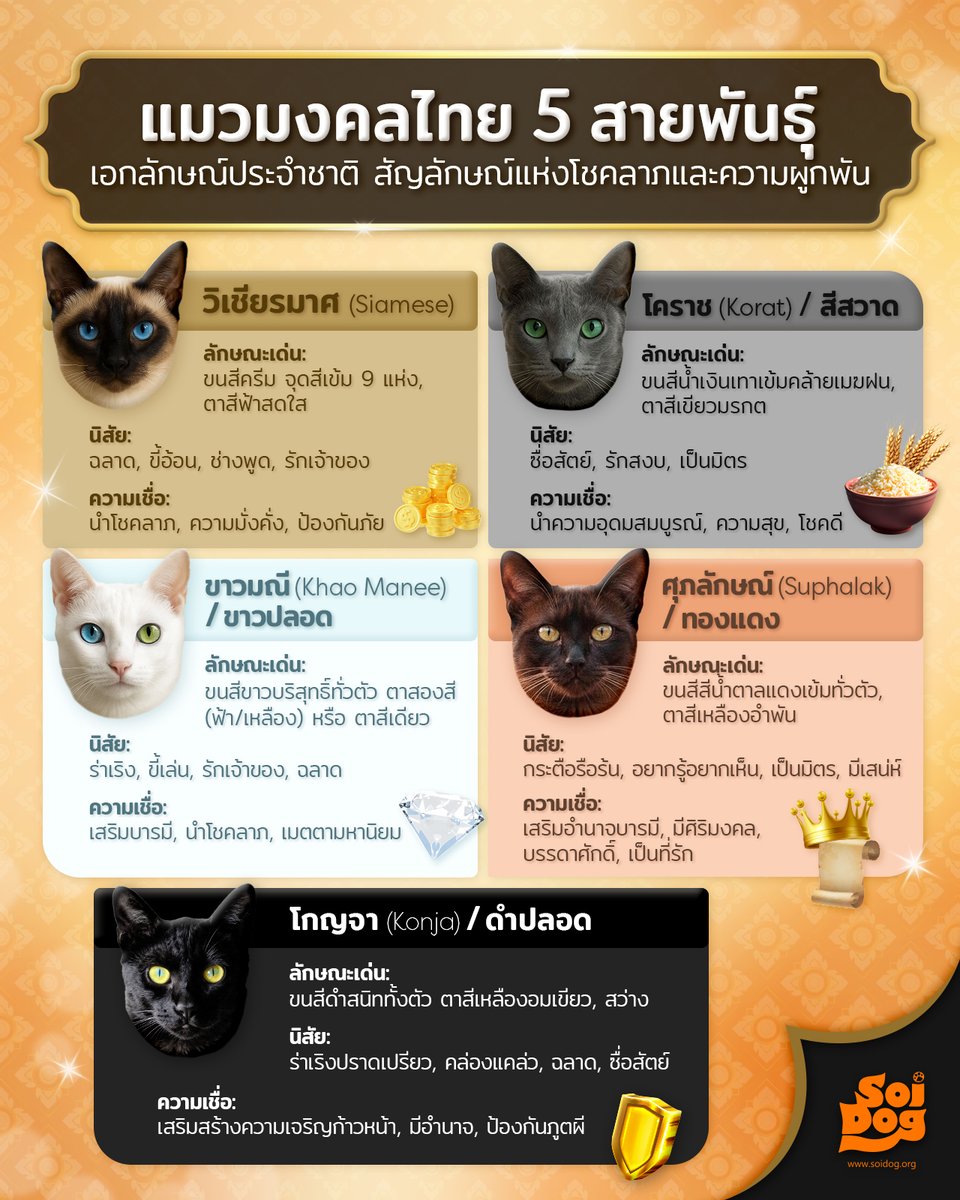 แมวไทยไม่แพ้ชาติใดในโลก!
ครม.กำหนดให้แมวไทยเป็นเอกลักษณ์ประจำชาติ ประเภทสัตว์เลี้ยง ได้แก่ แมวศุภลักษณ์ โคราช วิเชียรมาศ โกญจา และขาวมณี ไม่ว่าจะน้องสีไหน ก็เป็นสัตว์เลี้ยงแสนรักและน่ารักทุกตัวค่ะ
สนใจมอบโอกาสแมวเหมียวมีบ้าน มองหาศูนย์พักพิงหรืออาสาที่หาบ้านให้น้องเช่นซอยด๊อกนะคะ