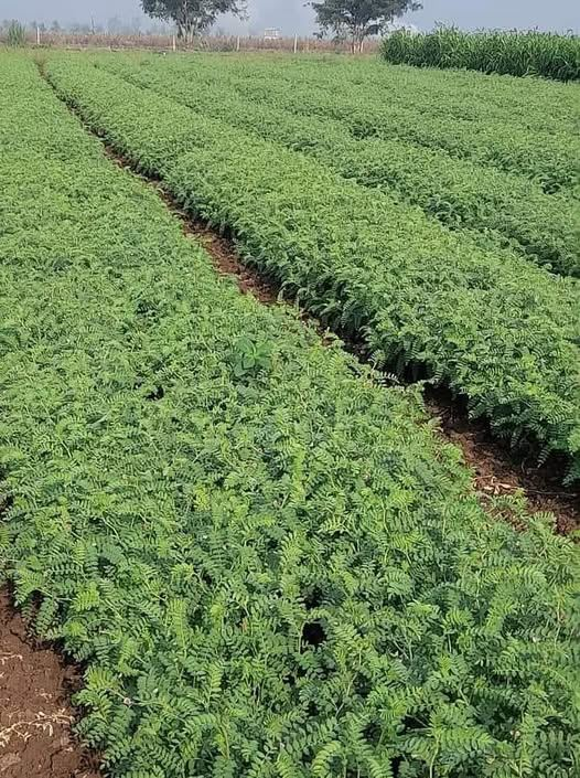 चने की फसल