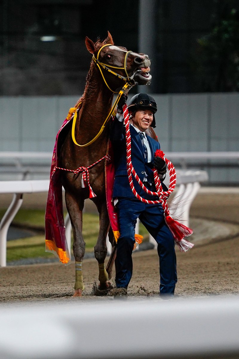 メイショウハリオ