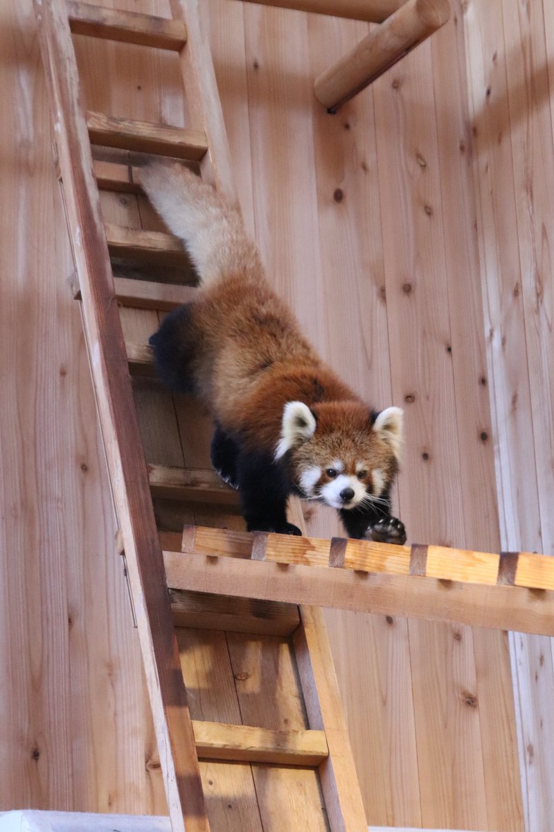 シール配りjoy93 (@joy93_redpanda) / Posts / X