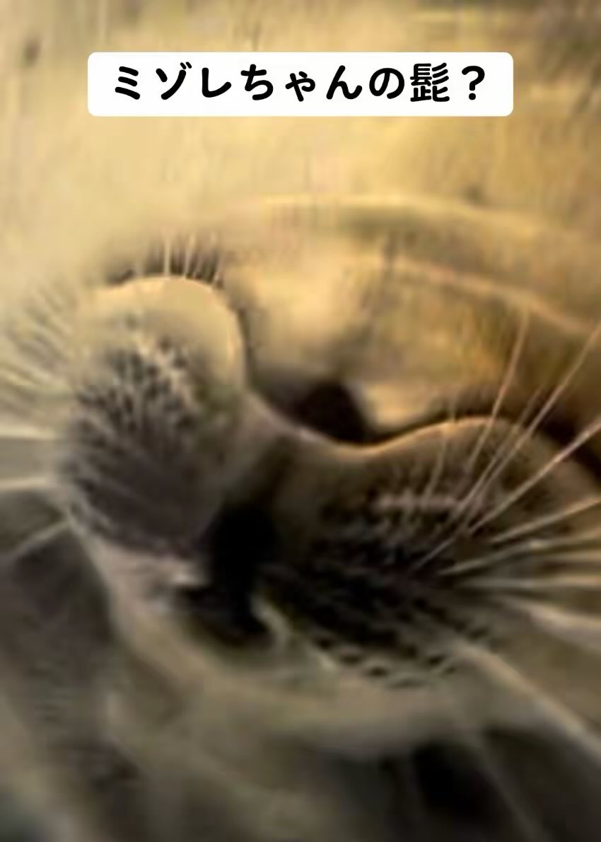 フィボナッチ数列