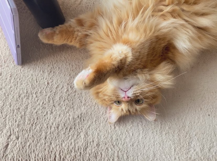 へんっしーん
 #猫のいる暮らし
 #弟猫