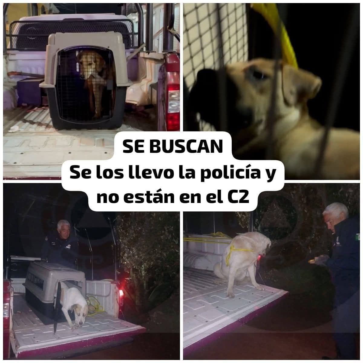 Atención <a href="/armentapuebla_/">Alejandro Armenta</a> <a href="/FiscaliaPuebla/">FGE Puebla</a> chequen que pasa en  <a href="/Chignahuapan/">🅒🅗🅘🅖🅝🅐🅗🅤🅐🅟🅐🅝</a> . No queremos gobiernos criminales, maltrato animal es delito.