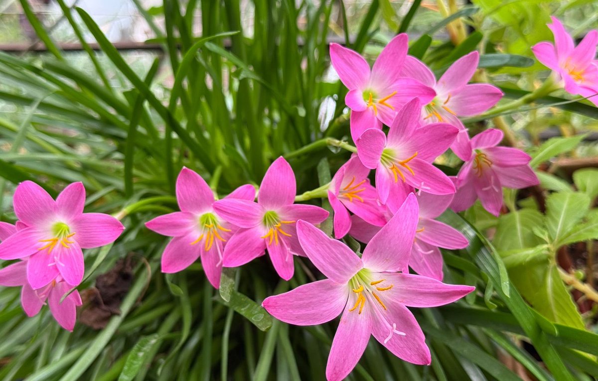 Bloom like this Lillie flowers and enjoy the life