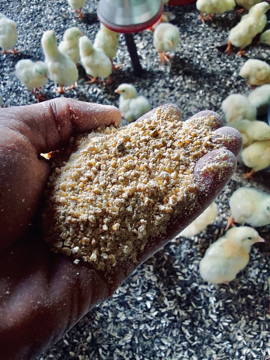 diharagirimana's tweet photo. POULTRY FEED FORMULATION (GROWERS).

Grower Feed (9-20 weeks)
   - Maize: 60 kg
   - Soya Meal: 14 kg
   - Fish Meal: 10 kg
   - Maize Bran: 7 kg
   - Sunflower Cake: 5 kg
   - Limestone: 2.5 kg
   - Bone Meal: 1.2 kg
   - Salt: 200 grams
   - Premix: 100 grams
   - Toxin Binder: 50 grams

This formulation lowers the protein content to around 16-18%, which is ideal for the continued growth and preparation of the birds for laying.

#PoultryFarming