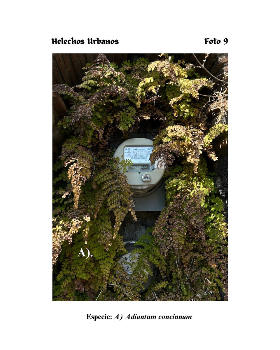 A veces los helechos se fusionan con las estructuras urbanas. Como este patitas negras junto a un registro de luz. 🌿