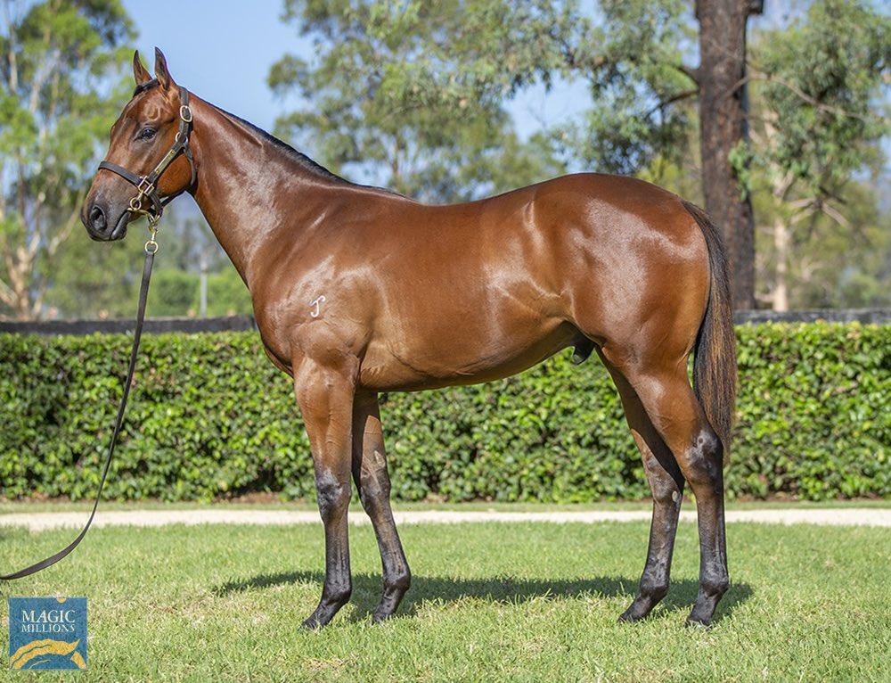 Te Akau Racing tweet media