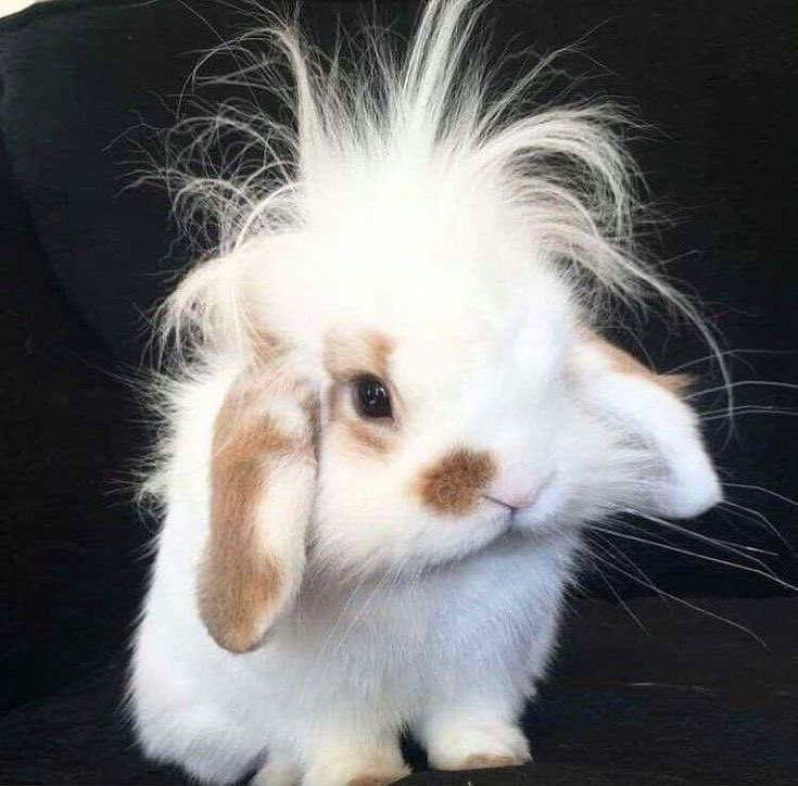 soob247's tweet image. bunny