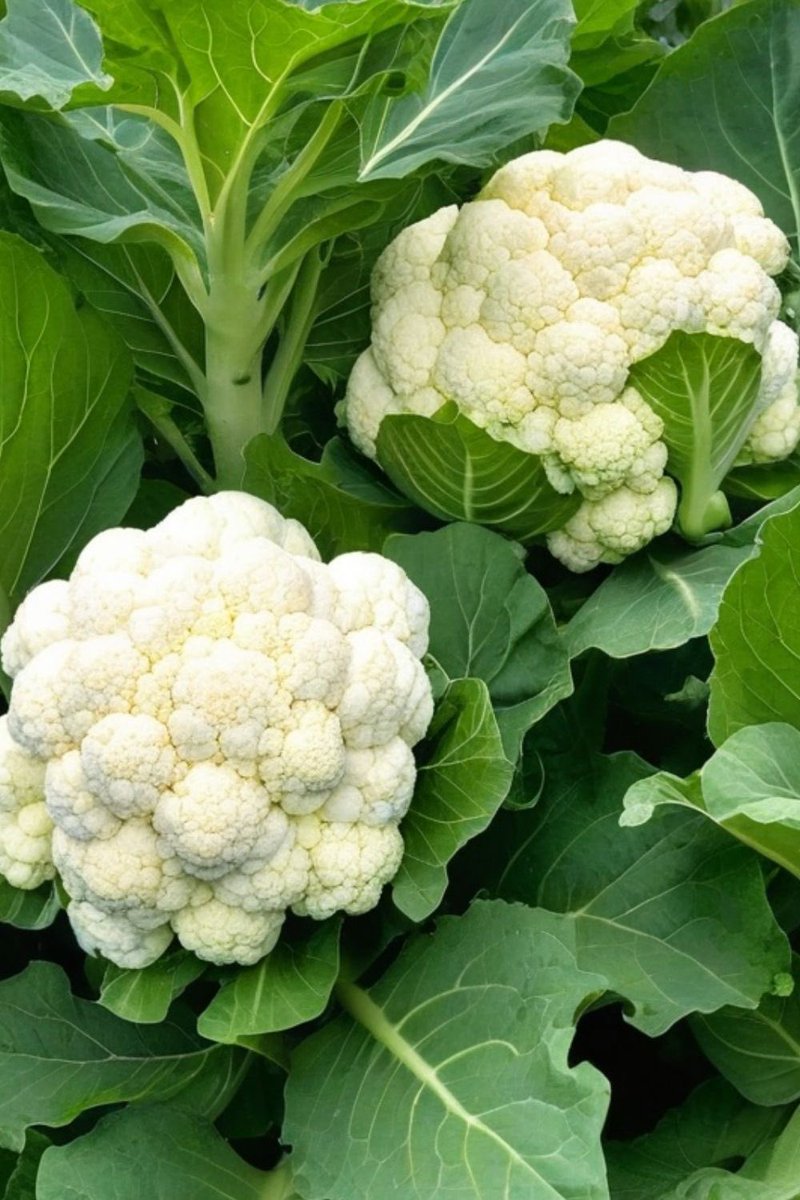 mubeen477's tweet image. Can you identify this vegetable?
