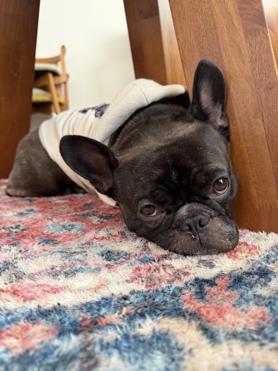 ほたる｜French Bulldog🐾 tweet media