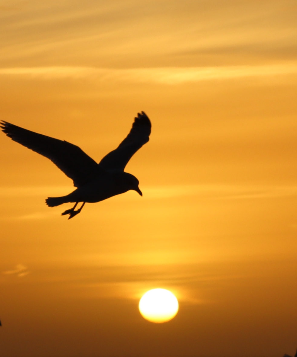 Gistermorgen op de Waddenzee