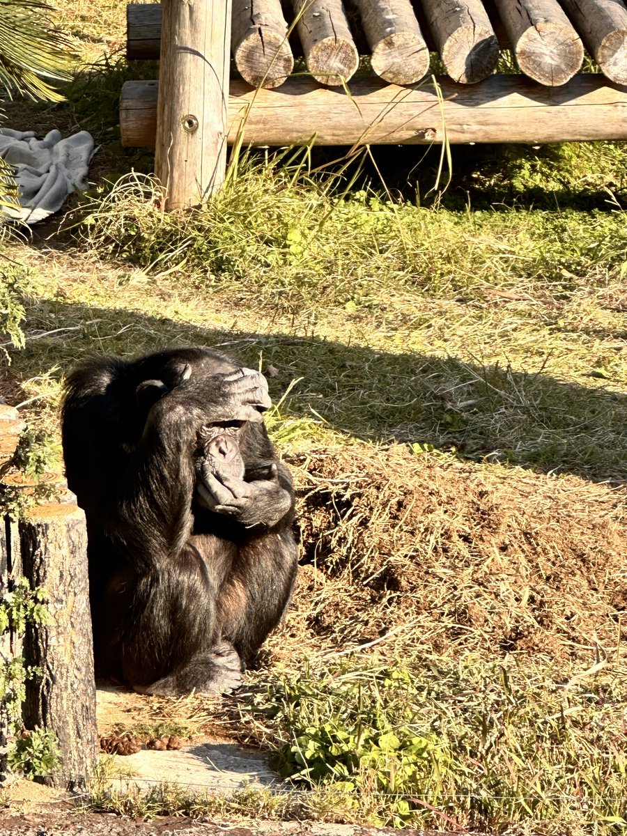 西日が眩しいチンパンジー